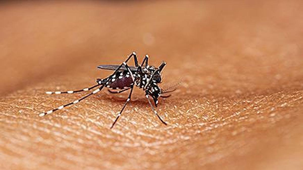 Rising malaria cases among migrant plantation workers spark concern in Kerala’s Idukki